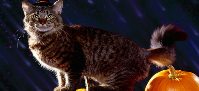 halloween-cat